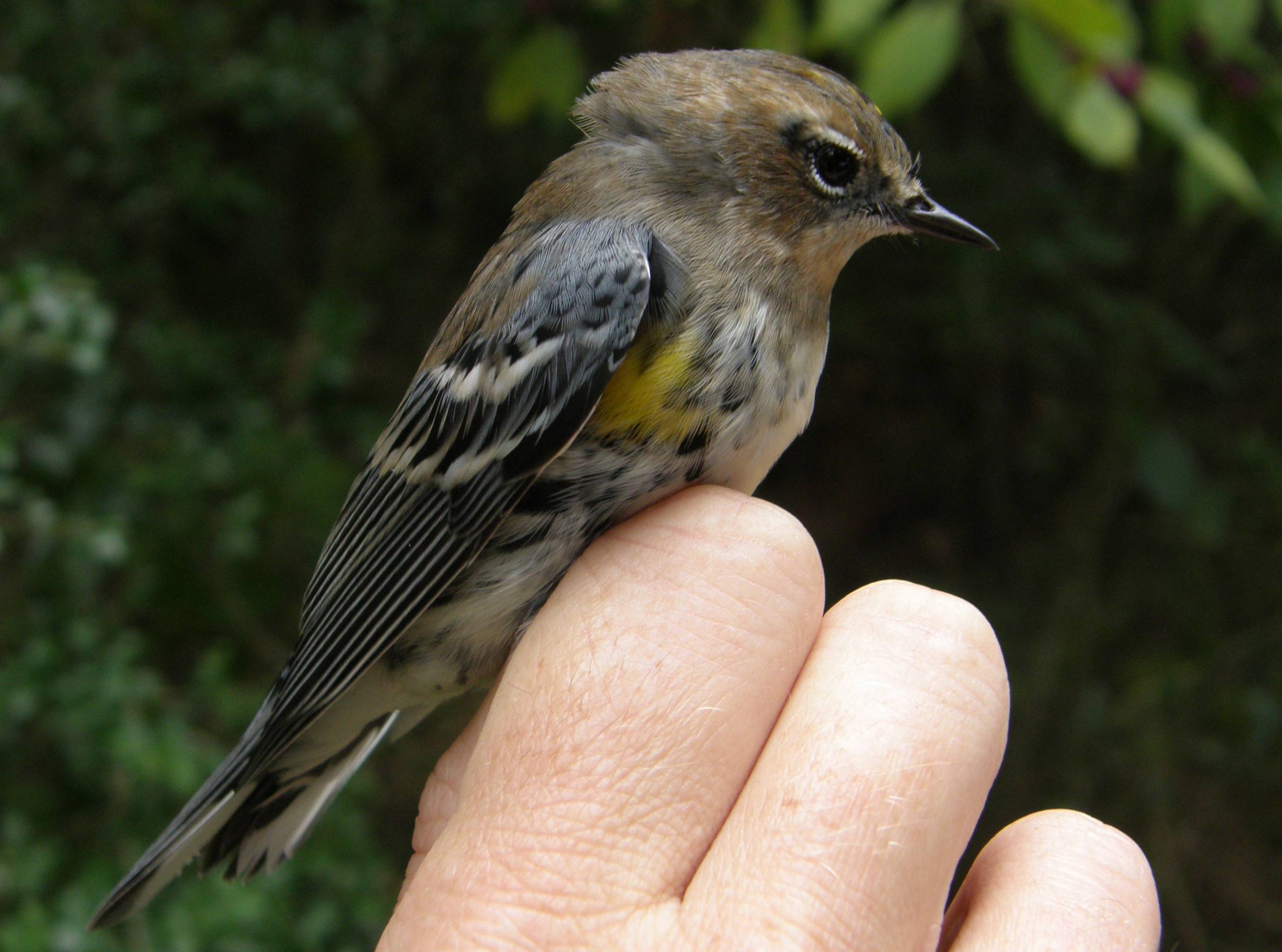 Yellow rumped warbler - Copy
